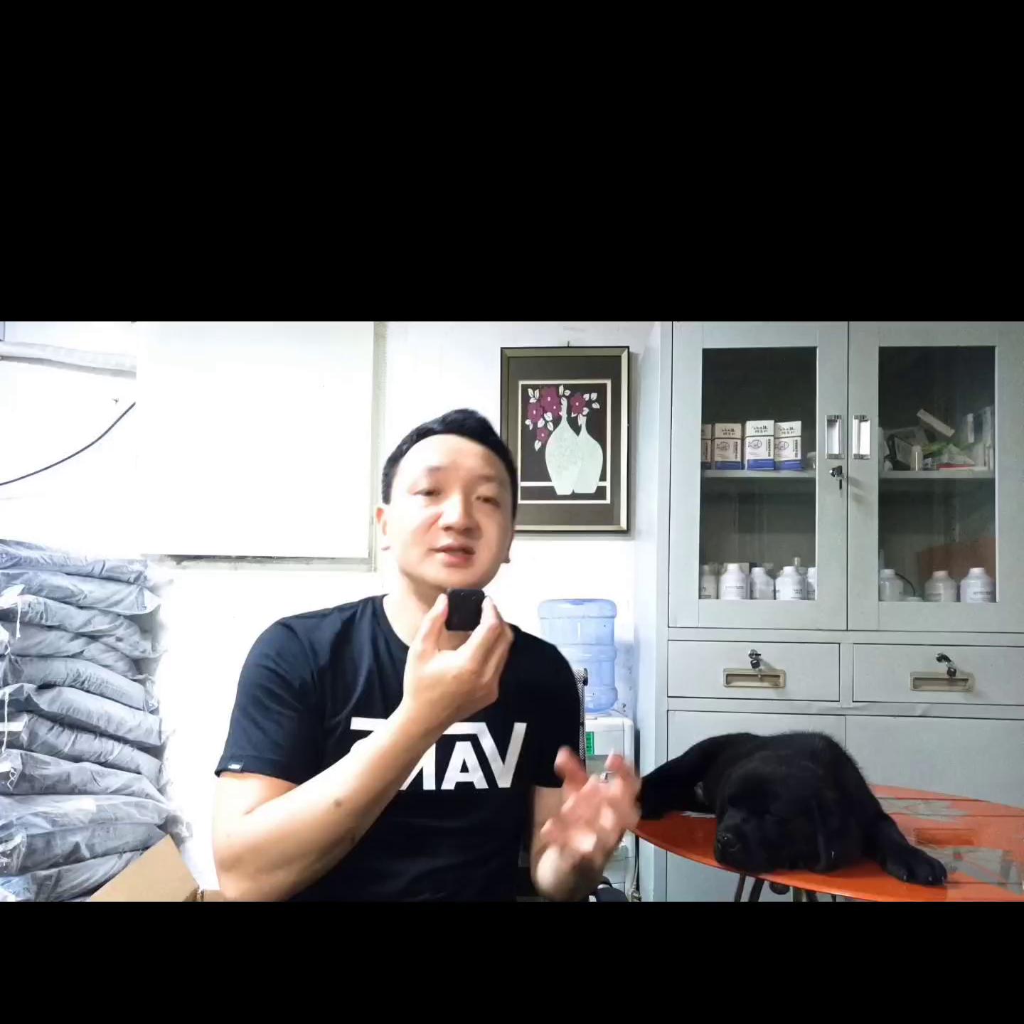 同窝小马犬怎么选,同窝幼犬哪只成年最大