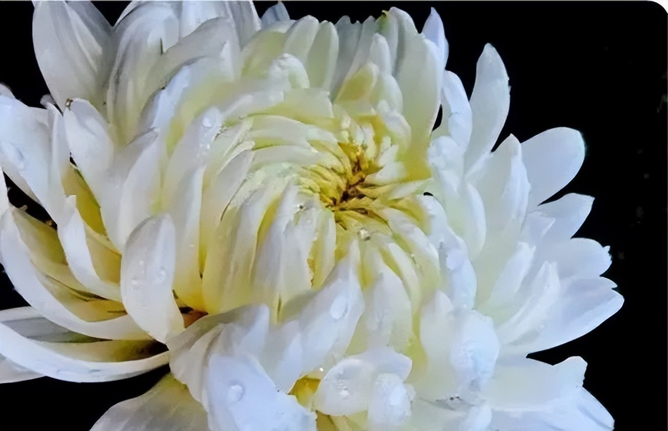 秋花诗词50首,金秋秋菊50种名菊