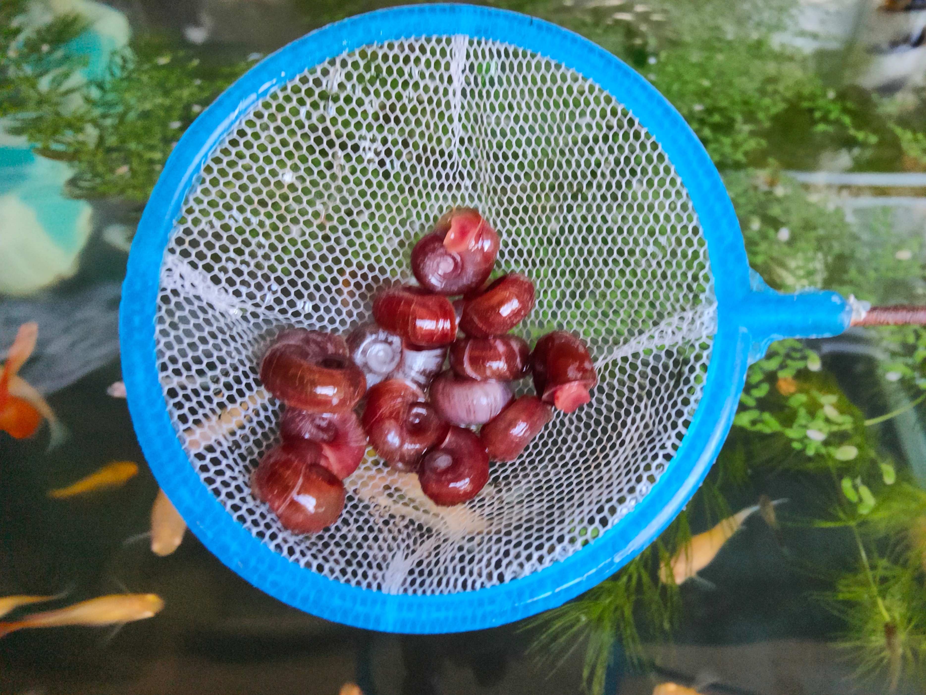 鱼缸里养苹果螺可以放水质稳定剂,什么螺可以净化鱼缸水质