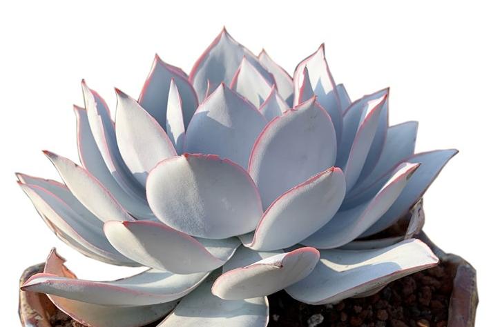 广寒宫简单易学教学,广寒宫摊大饼了怎么办