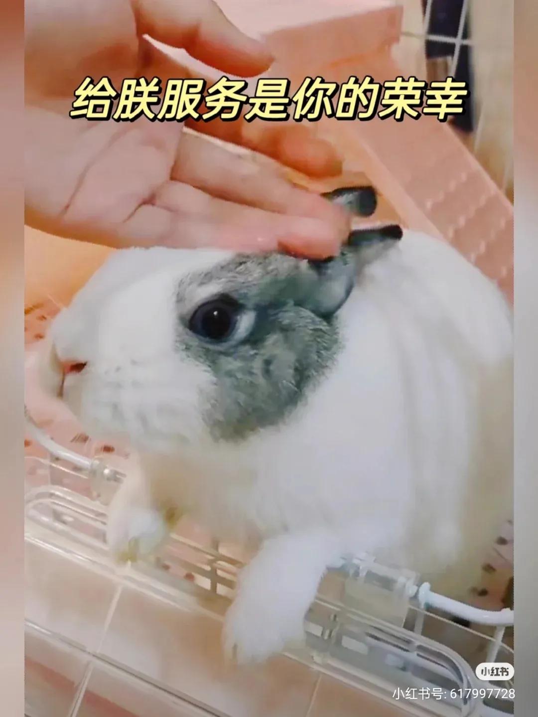 养兔记录,养兔记观察日记