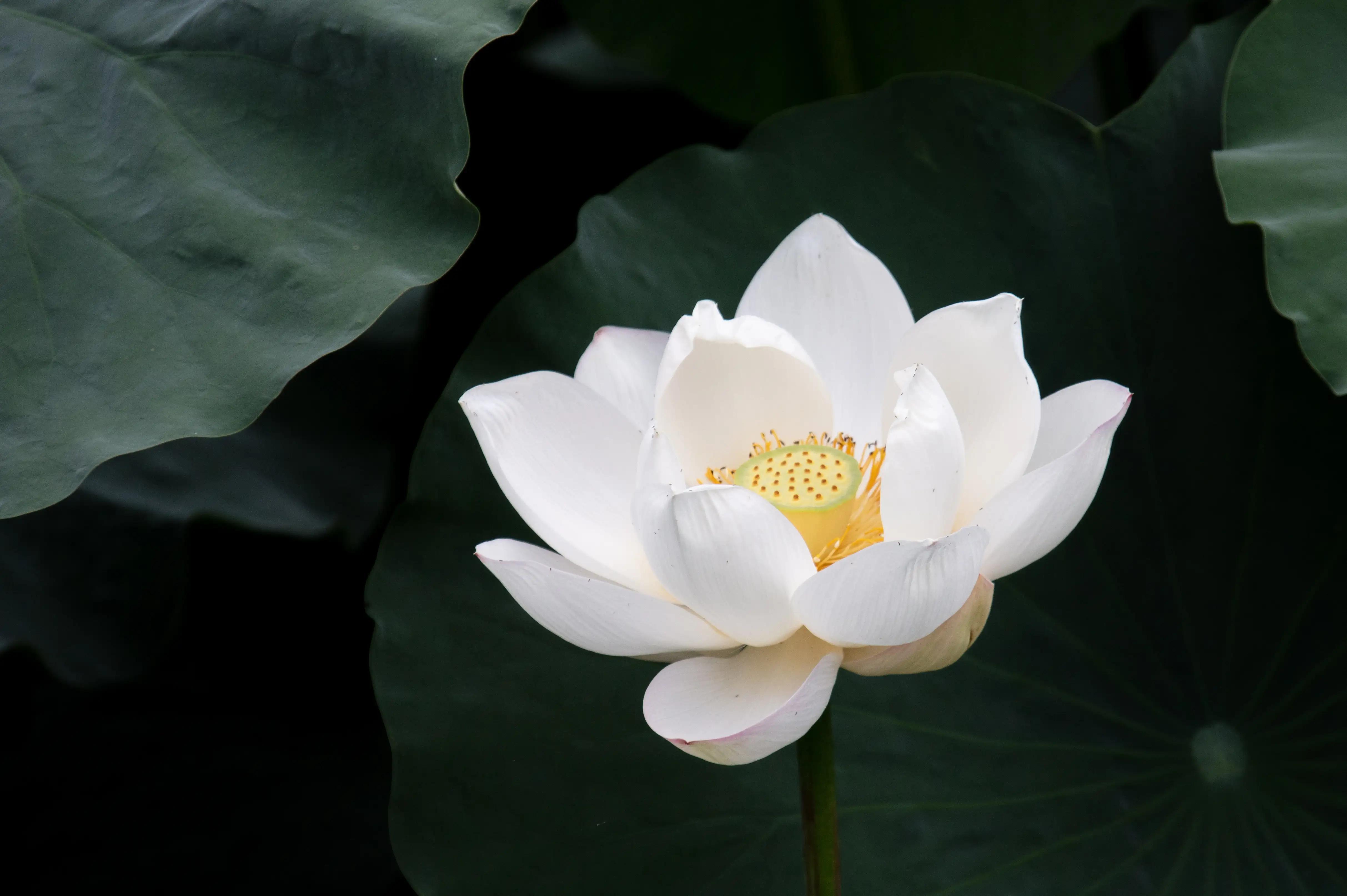 拍荷花最好的花,白洋淀荷花最佳观赏时期