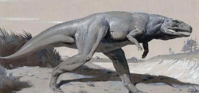 河马的的大牙到底有多锋利,河马骨头复原剑齿虎