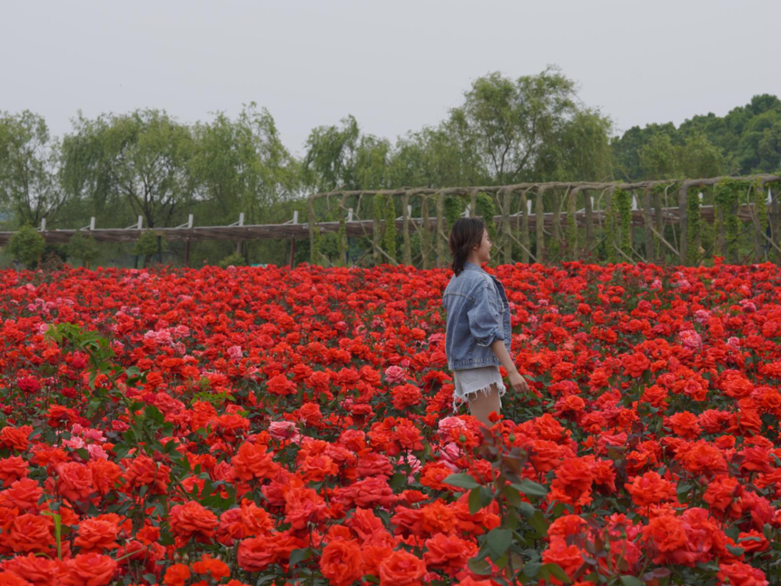 芜湖出发周边二日旅游景点推荐,芜湖市区有哪些景点是免费的
