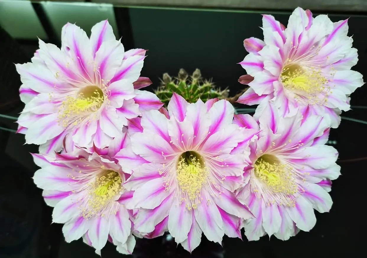 9种很会开花的仙人球，个个颜值高、开花勤奋，养护也简单