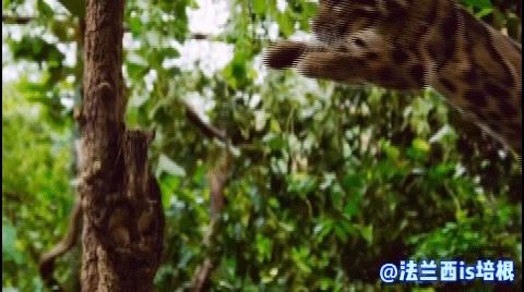 中国最难人工繁育的动物,我国濒危的豹