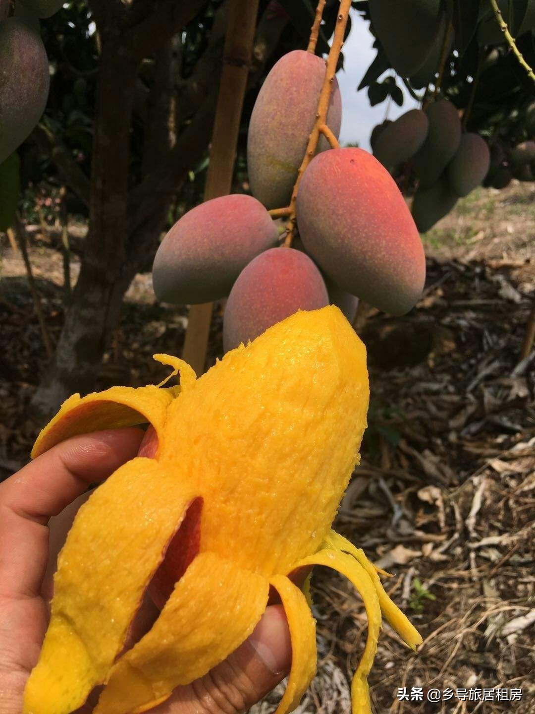 旅居三亚,三亚旅游买芒果