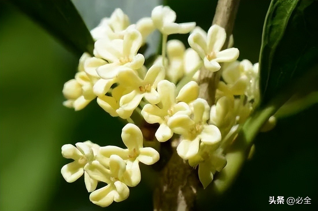 桂花树有哪几种品种图片,桂花树有哪几种品种