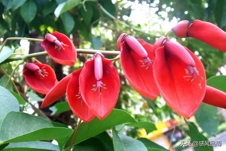 九十九朵美丽的国花送给你