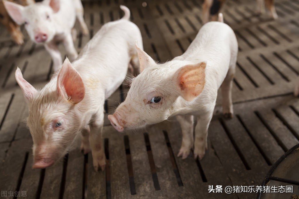 冬季仔猪腹泻该怎样管理,冬季如何预防仔猪腹泻的方法