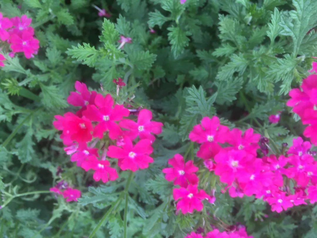 什么草花好看又好养还抗冻,好看又好养的草花名单