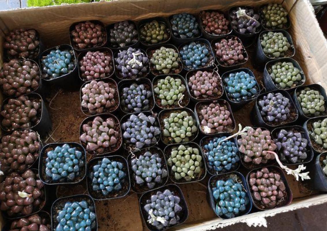 名贵的花卉就一定难养吗,花市的花怎么养得那么好