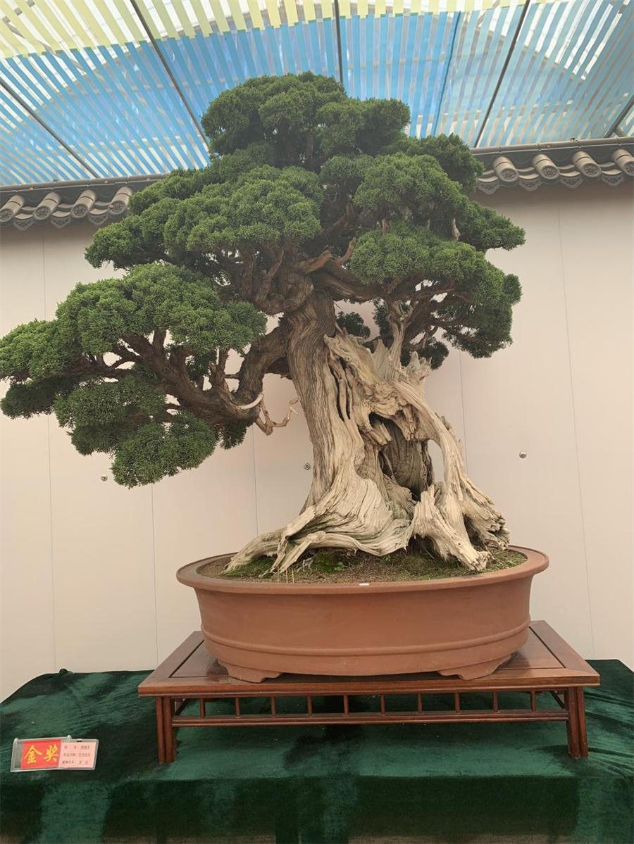 泰山杯书画展,泰山杯盆景展