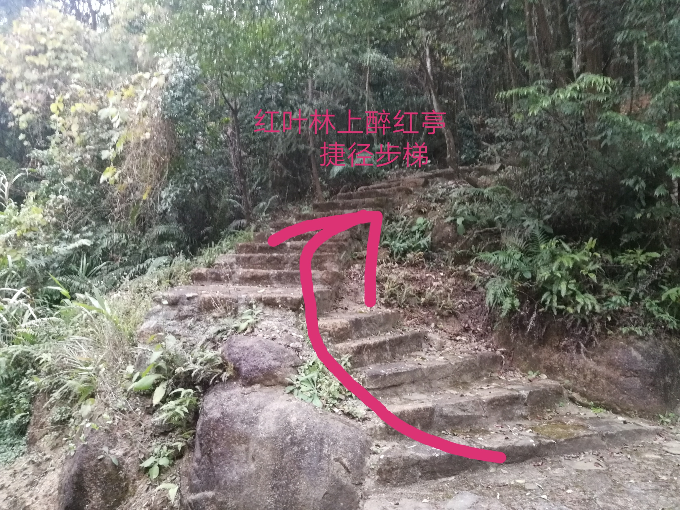 石门森林公园樱花谷交通线路,从化石门公园枫叶