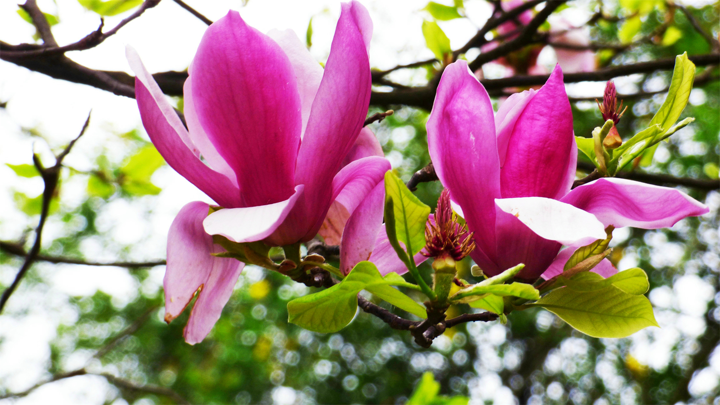 时光一逝永不回往事只能回味对唱,时光一逝永不回往事只能回味