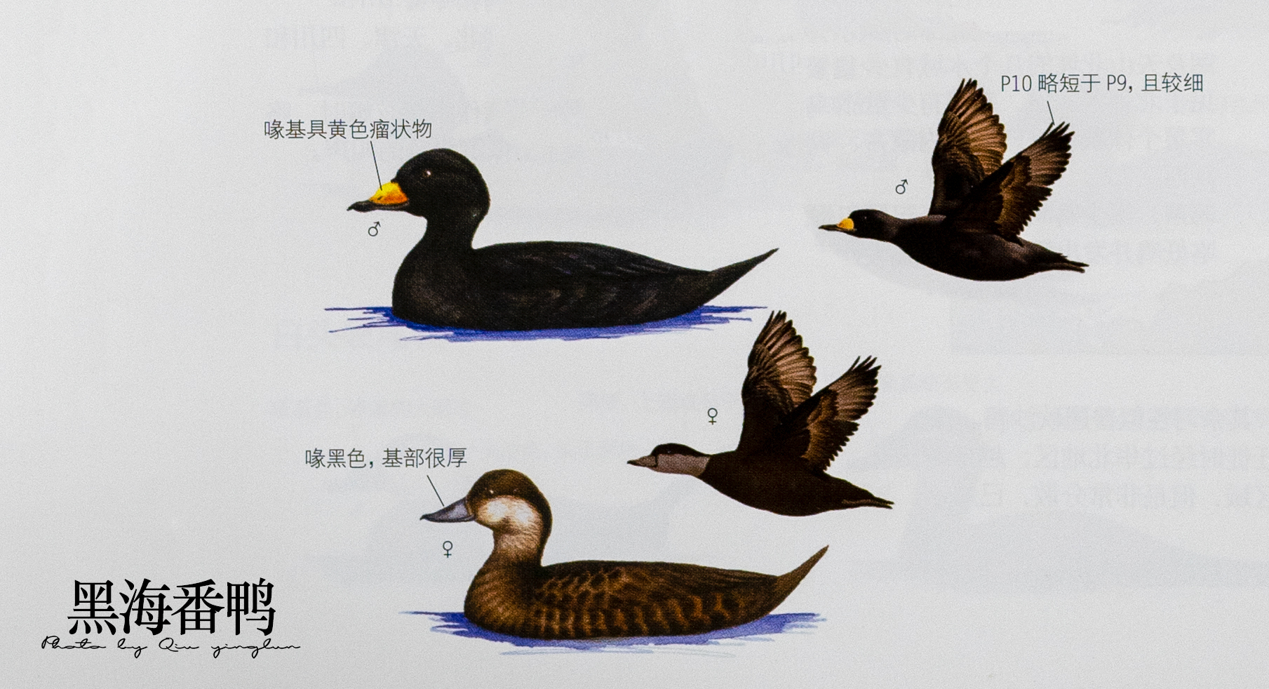 涓滄睙鎻借儨,涓滄睙鎻借儨楦熺被