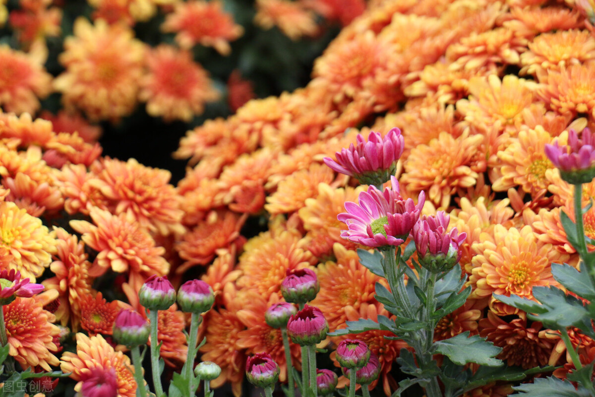 34岁男子相亲59次均失败,31岁男子相亲几十次均失败