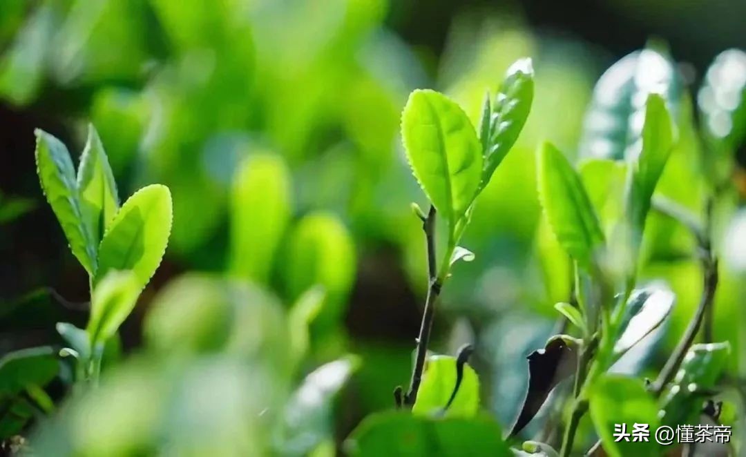 向往的生活柴米油盐,向往的生活推荐的茶