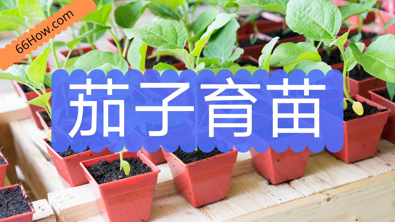 黄瓜育苗茄子是怎么育苗的,茄子砧木与茄子苗同时育苗吗