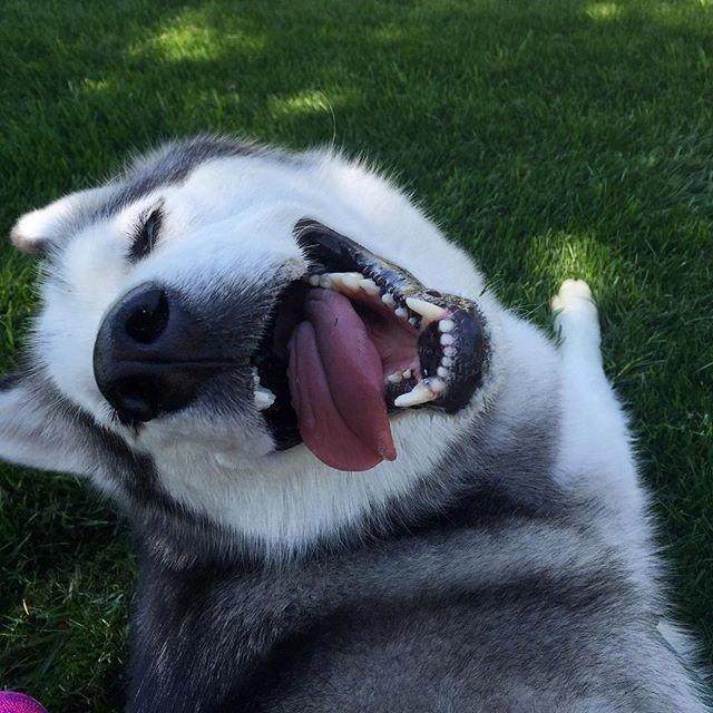 哈士奇没胃口吃饭,哈士奇没有狗粮怎么治它