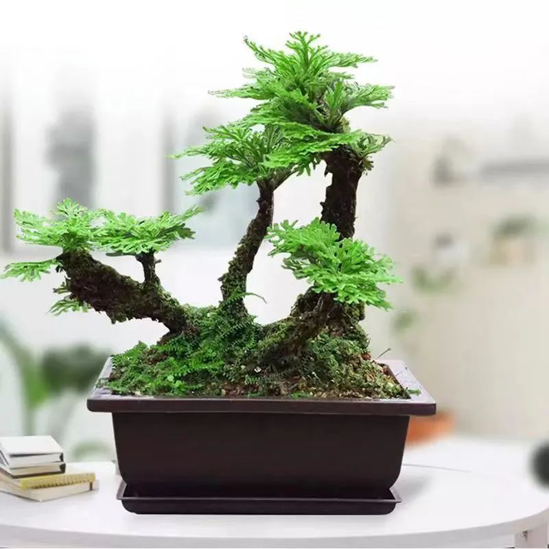 老人的智慧：仙草花的魅力，4种花草美丽养人，为全家带来福音