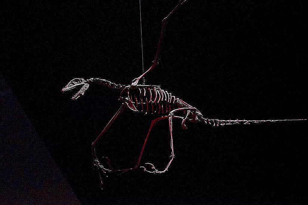 兽脚类恐龙的种类,raptor猛禽恐龙