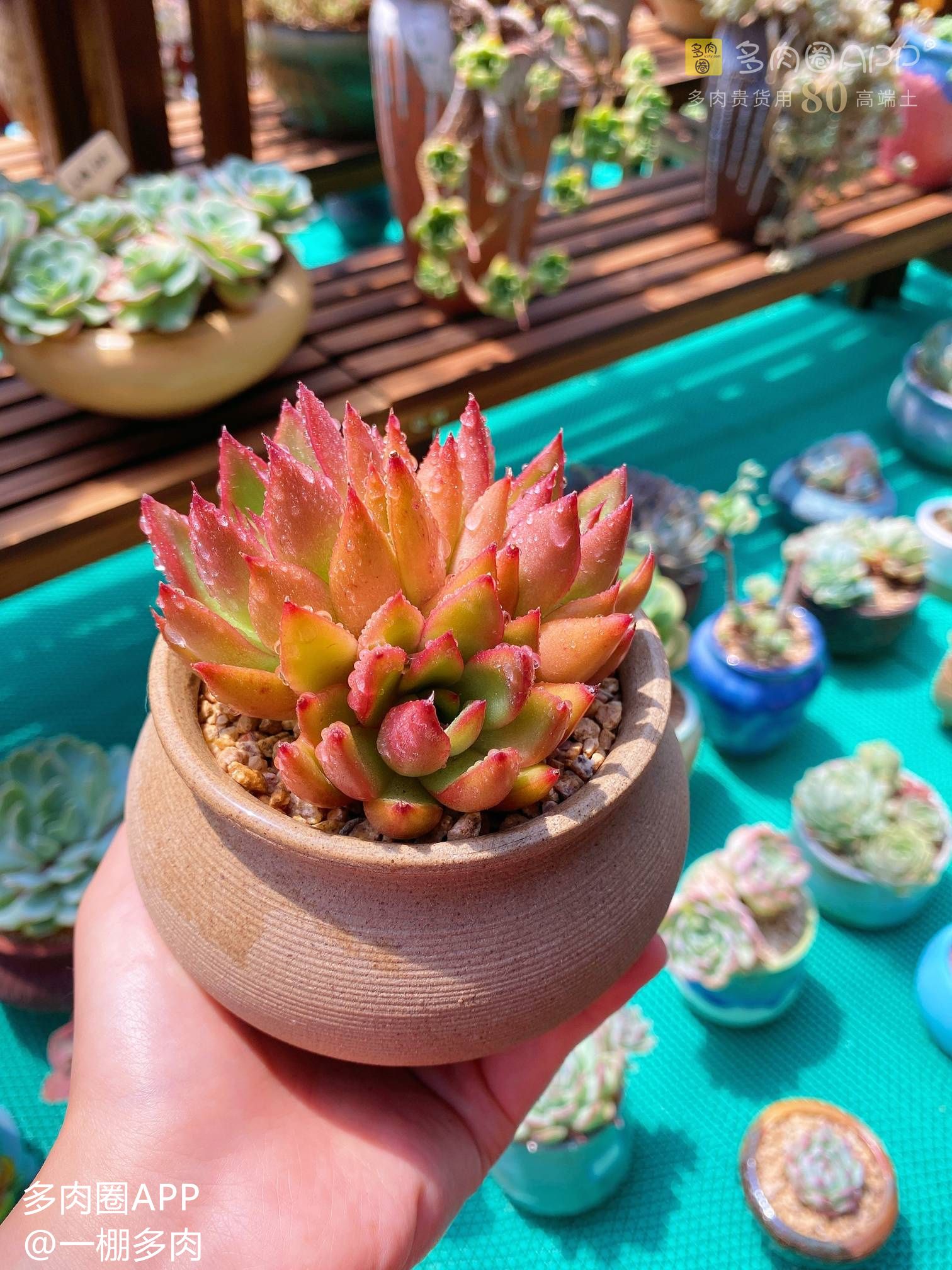 多肉煤烟病自愈方法,多肉煤烟病用代森锰锌一天喷几次