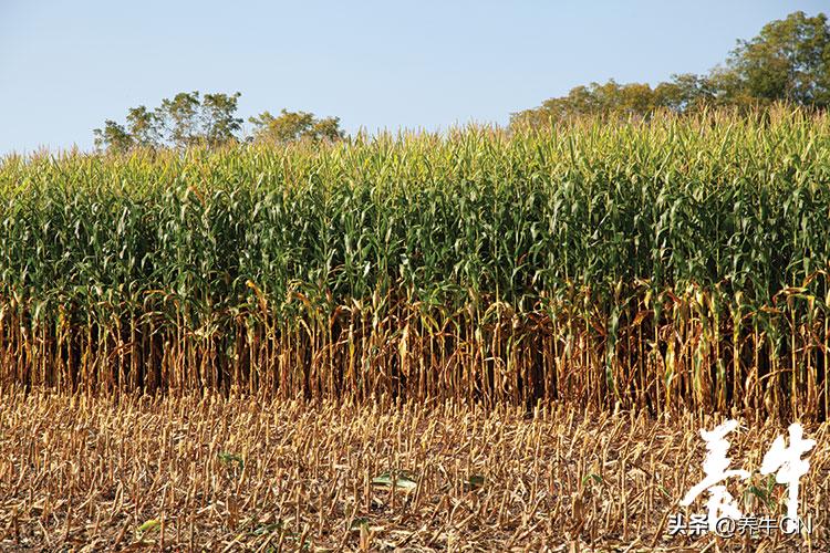 北方的玉米是什么样的,现在的玉米和以前的一样吗