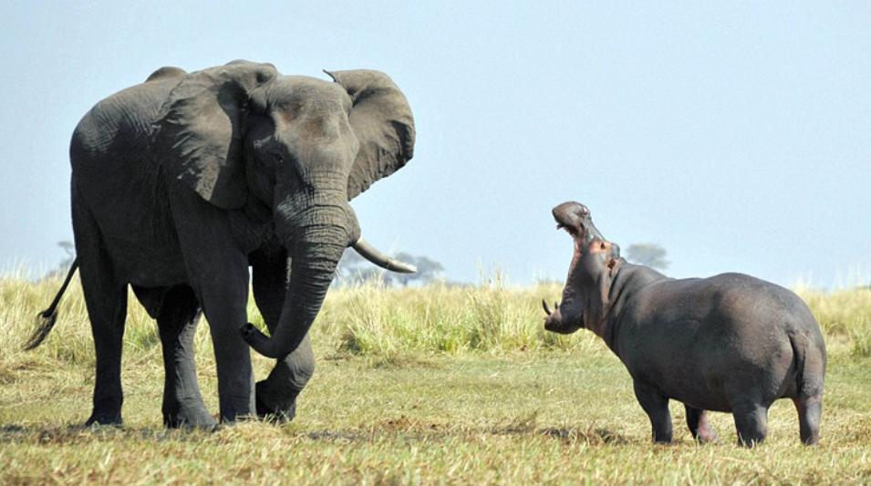 河马最怕什么凶猛的食肉动物,大型尼罗鳄与河马共存