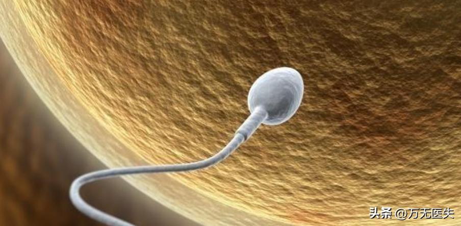 那些进入女性体内,没有成功“受精”的精子,最后都怎样了?