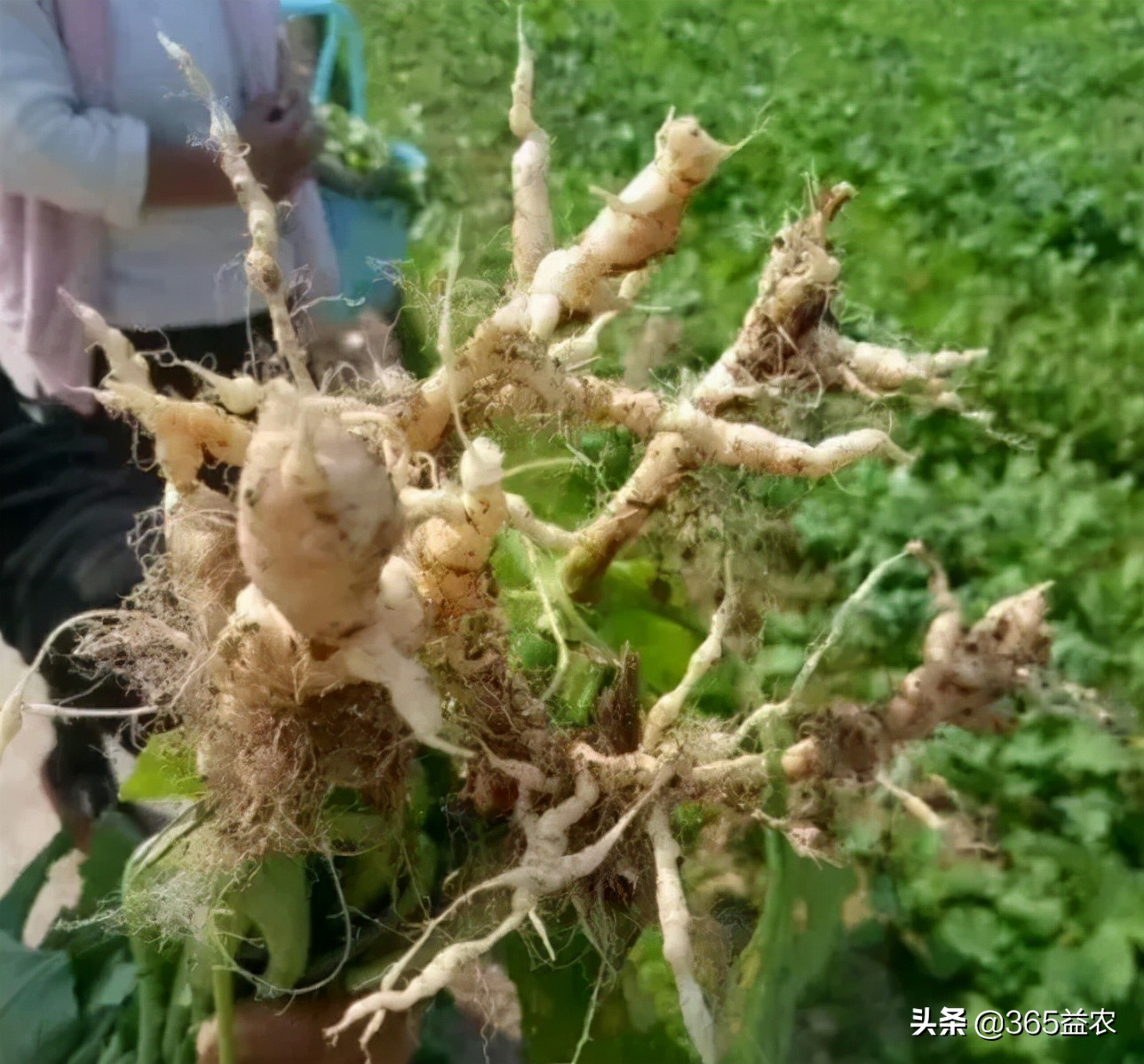 油菜根长瘤子是什么原因,油菜根部肿大是怎么回事