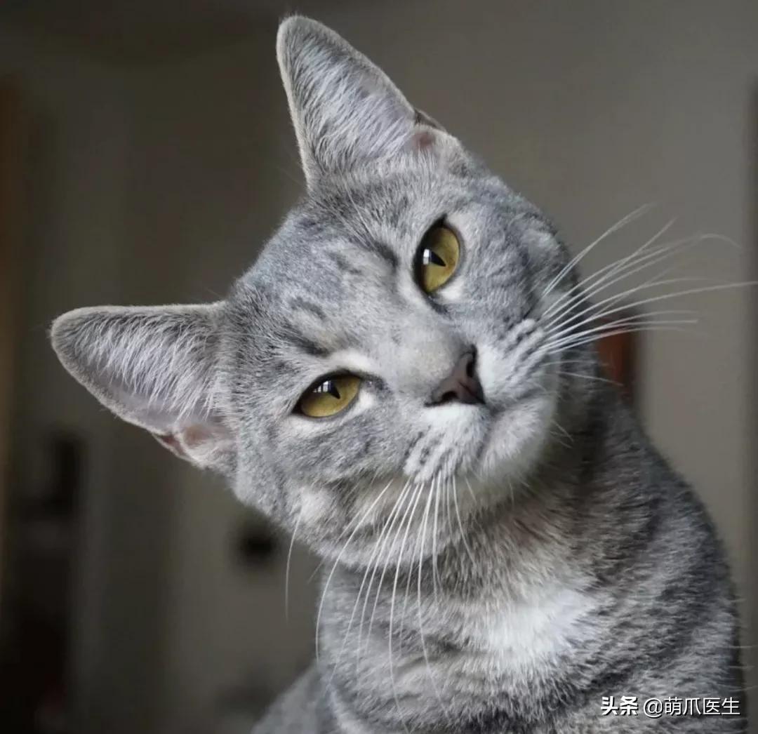 猫咪被吓到呕吐问题大吗,治疗猫咪呕吐的几种方法