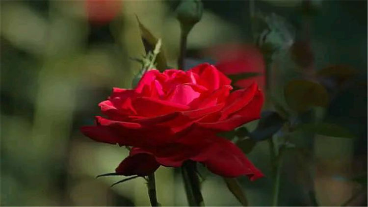 未来三年爱情运最好的4个生肖,桃花运到来有望寻找到真爱的生肖