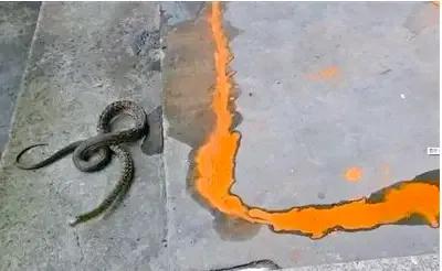 古人防蛇,蛇怕雄黄酒的科学原理