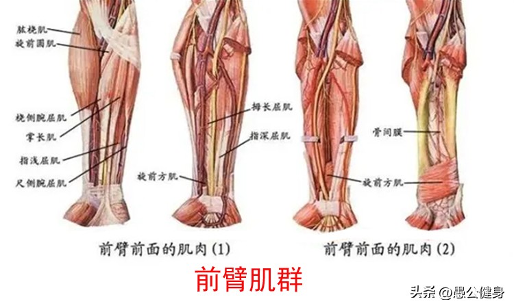 打篮球必练的提升上肢力量的训练,女性上肢力量训练100个动作