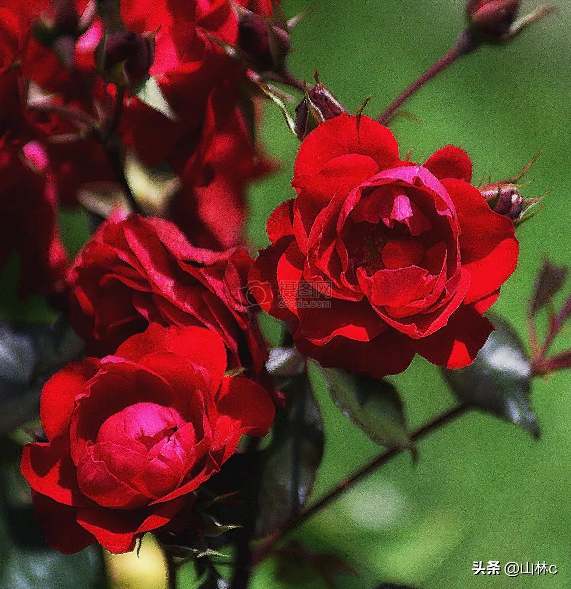 各种各样的鲜花尽情开放争芳斗艳,各种颜色的鲜花开得好美丽动人