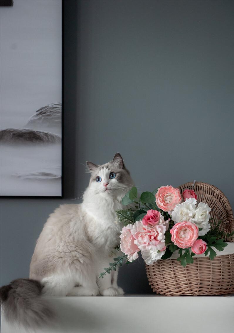 你想不到的冷知识系列7,1分钟带你了解关于布偶猫