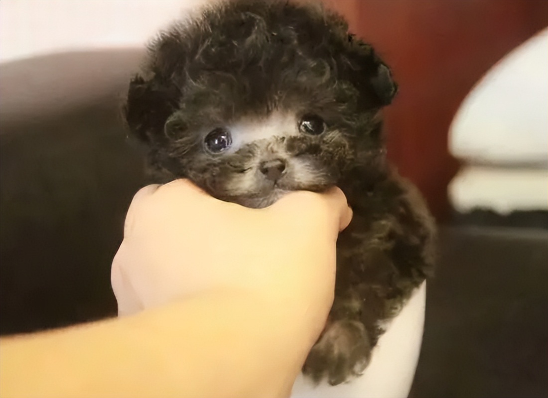 茶杯犬的迷你小狗,迷你小的茶杯狗