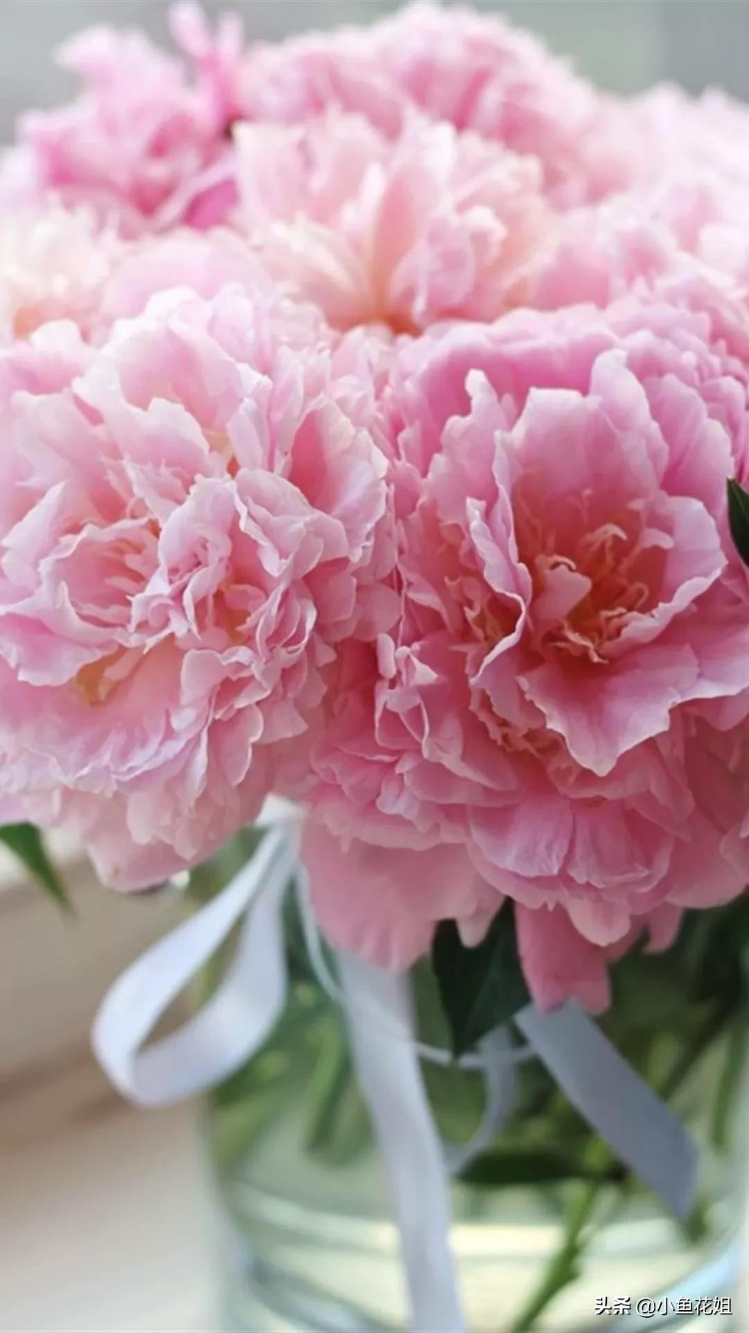 可以送给妈妈的花,可以送给母亲节的花