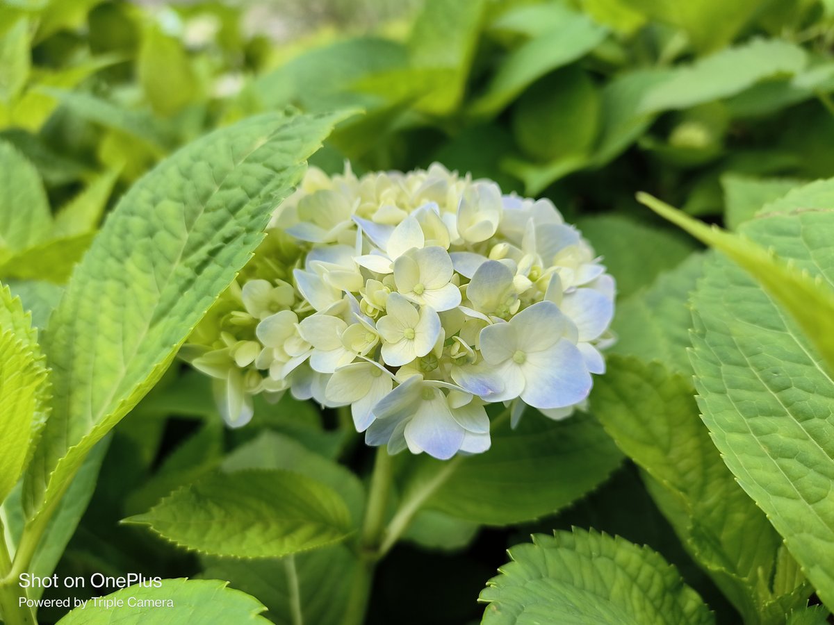 一加ace512,一加ace3pro和真我gt6