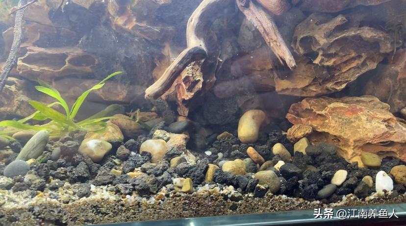 造景缸跟水陆缸一体缸,长方形的缸怎么造景水陆缸