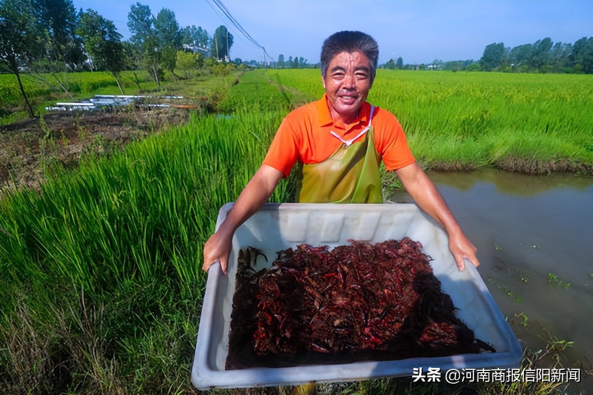 峡江小龙虾拓宽农民致富路,稻虾共作开辟致富新门路