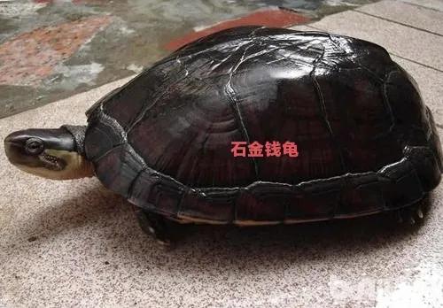 新手养什么龟最合适最便宜,新手建议养什么龟才好