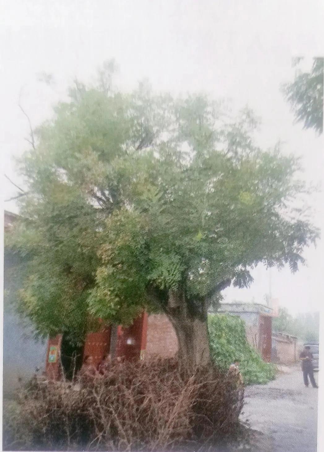 成武县古树,临武县古树