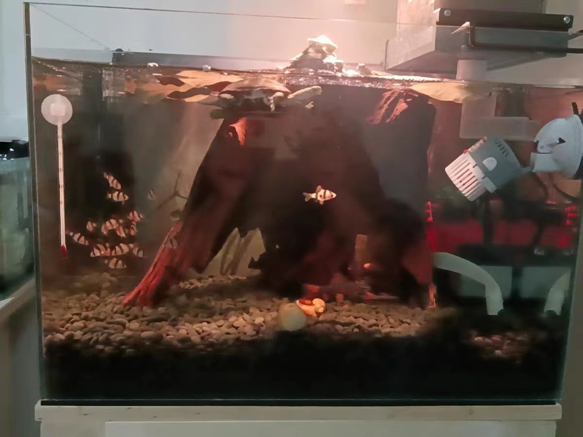 用河沙过滤可以解决鱼缸黄水吗,用土霉素鱼缸黄水了需要处理吗