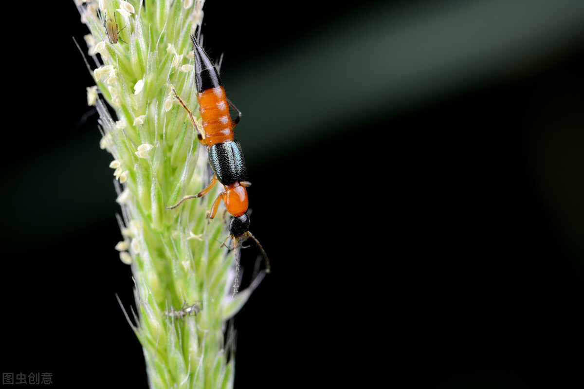 生活中什么虫子有毒,生活中不可惹的虫子