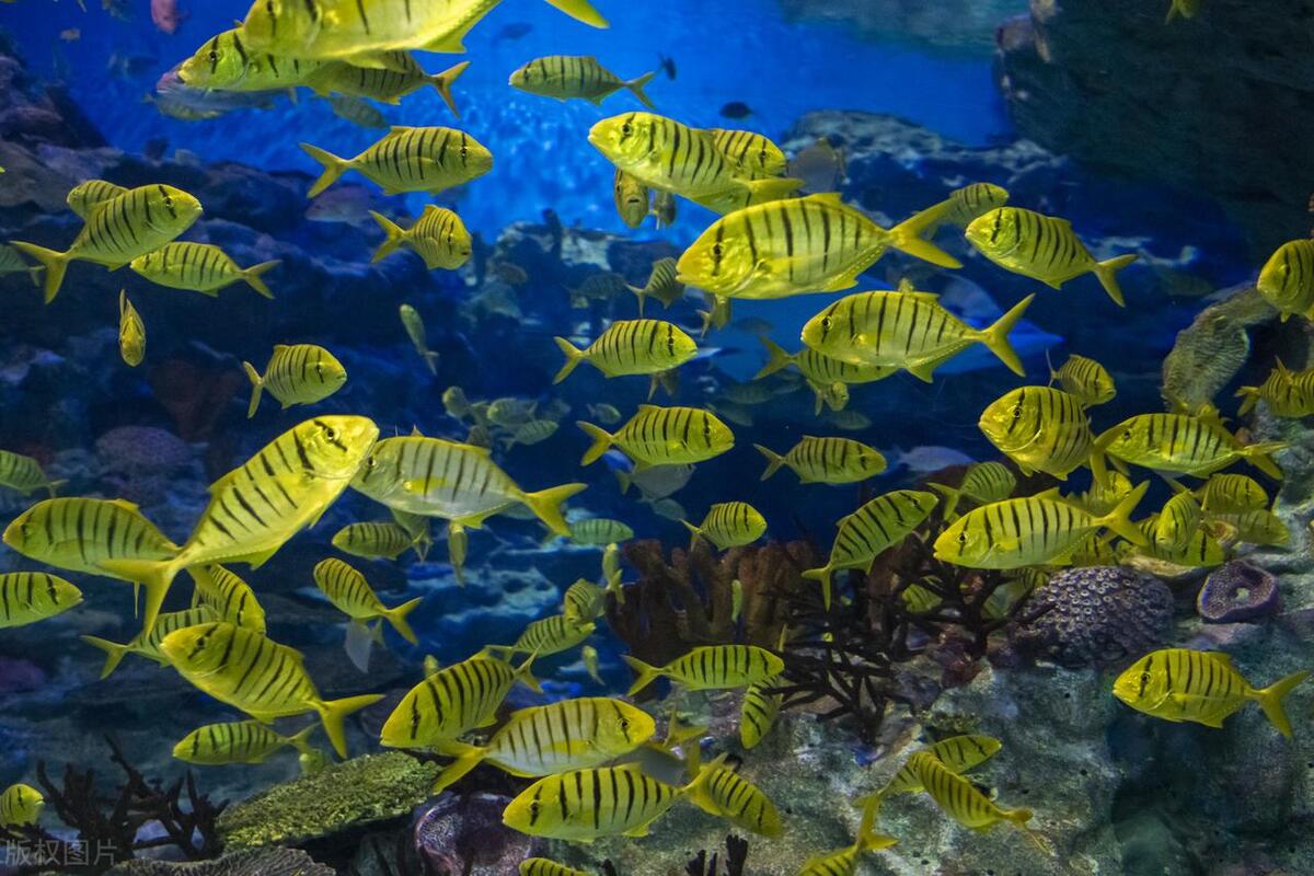 台湾年青人永创海洋环保问题，塑料垃圾入海威胁全球生态系统