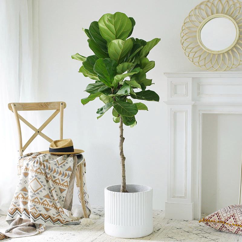 客厅绿植既好看又好养简单,最适宜客厅放置的15种绿植