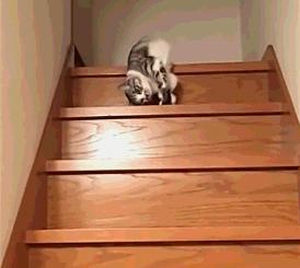 猫核酸检测有必要做吗,猫做核酸粤语视频