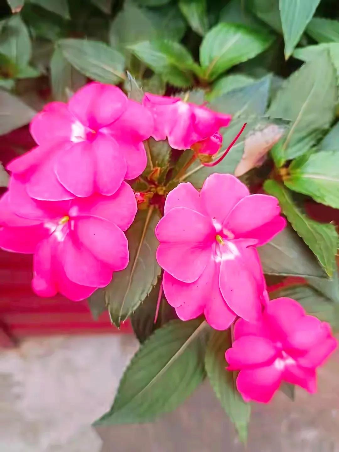 美丽五颜六色的凤仙花,七月最美的花景视频素材